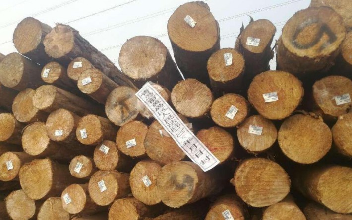 黄岛法院查封被执行人涉案木材近两万立方