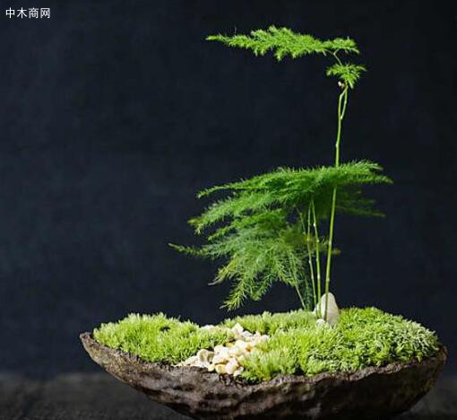 微型盆栽经常摆放在室内，长时间见不到阳光的话