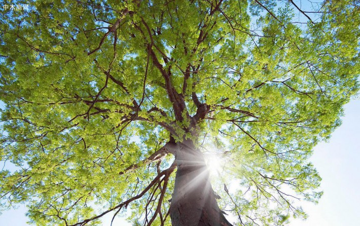 日本榉树具有刚劲有力的木纹和明亮稳重的颜色