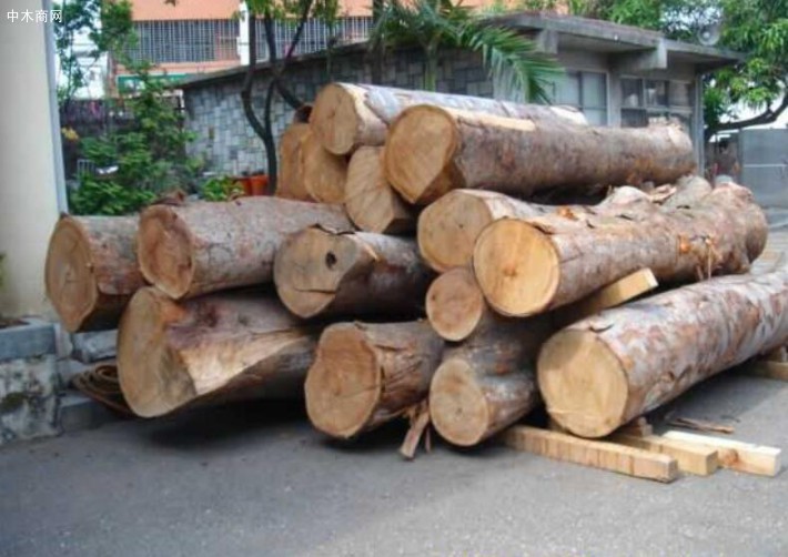 日本榉树强度大、耐腐性能高