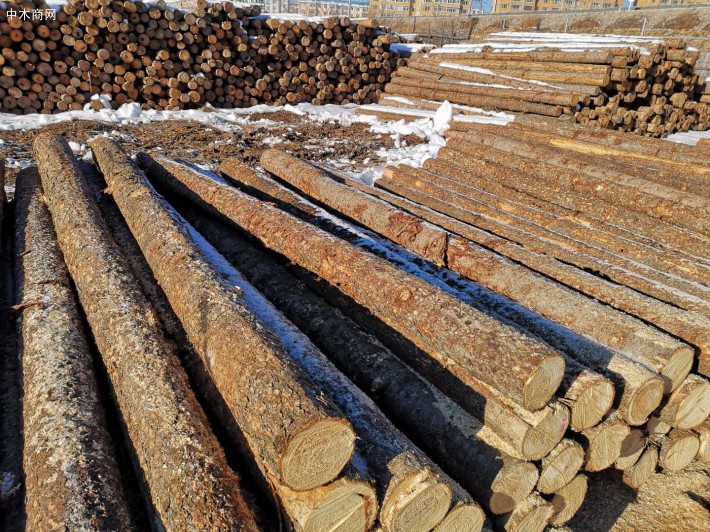 俄总理就对华木材出口问题作出回答