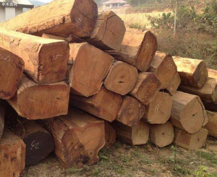 缅甸木材供应链被切断，缅甸花梨升值有望