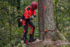 两男子伐树未设警戒将路人砸成一死一伤