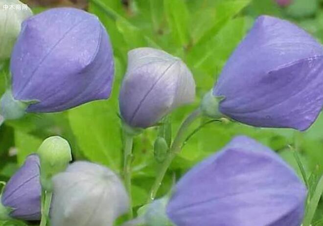 桔梗花是一种喜欢阳光的植物