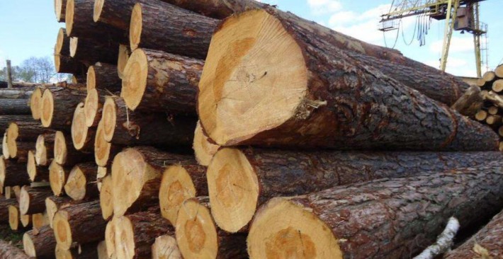 欧盟建议乌克兰解除原木出口禁令 改善贸易环境