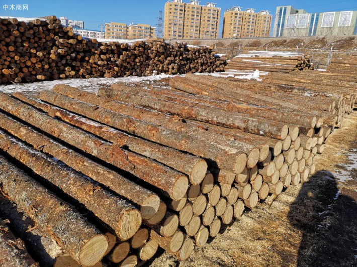 中欧木业成功开辟俄罗斯木材贸易通道