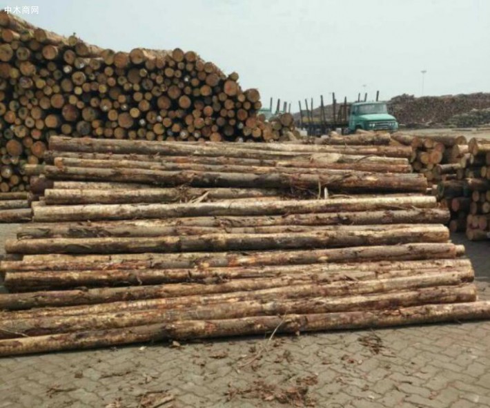 新西兰加拿大美国木材占太仓木材进口量的70%