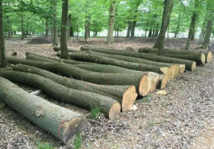 欧洲报告——欧盟砍伐硬木的障碍与机遇