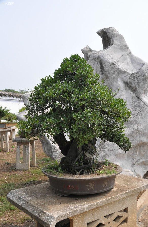 但不要把它的根全部放进去