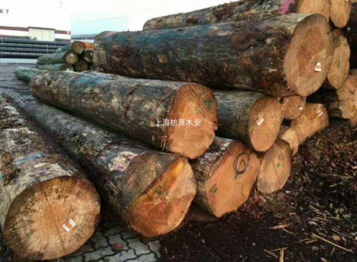 广东新西兰辐射松原木价格行情