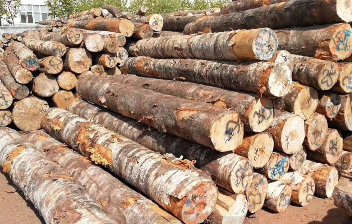 2019年上半年俄罗斯桦木出口输出许可56.7万立方米
