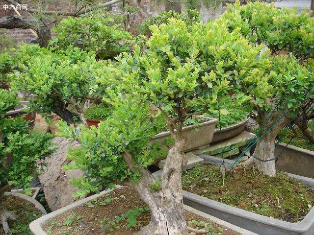 黄杨与其他家用树形盆栽植物不同