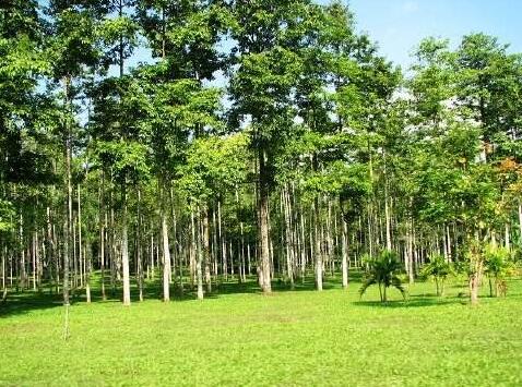上个世纪60年代中木商网陈昌文国开始引种试种轻木
