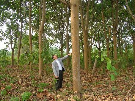 世界上密度最小的木材—轻木