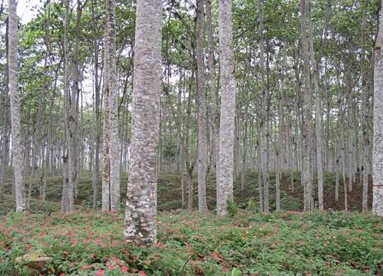 轻木是木棉科、轻木属中唯一的一种常绿中等乔木
