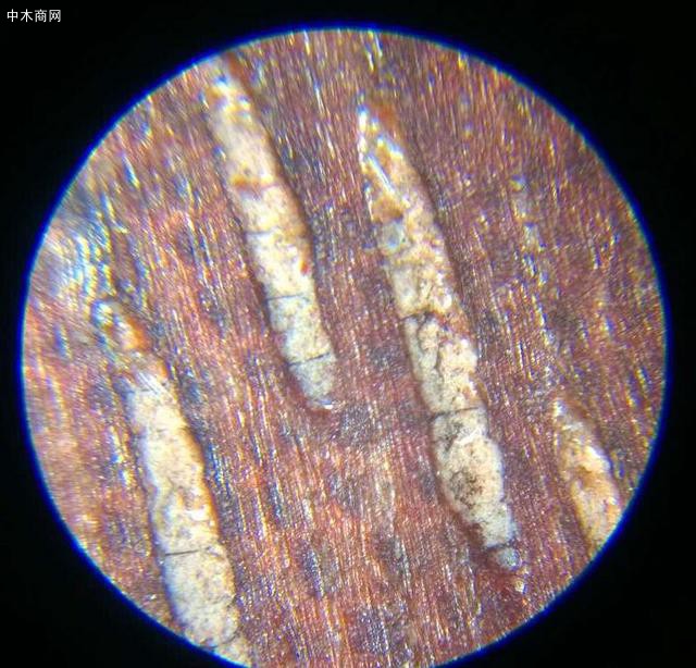 酸枝的金星
