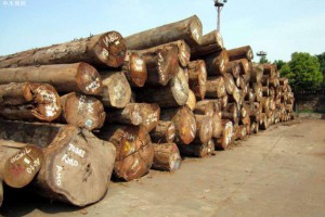 越南：有关部门要严格管控投资越南木材领域的外企