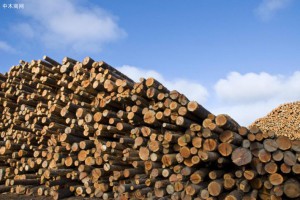 临沂木材产业升级 小木材“飞”出千亿产业