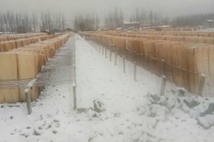 江苏徐州海红木业杨木单板视频