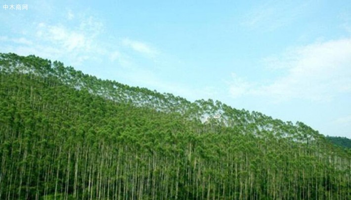 广西2019年力争实现林业总产值达到6100亿元