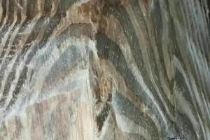 海南黄花梨百年老料（长度3.11米、厚度7厘米）图2