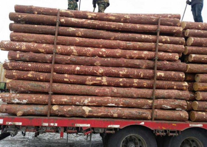 俄林业局：不存在禁止对华出口木材的问题 
