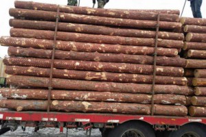 俄林业局：不存在禁止对华出口木材的问题