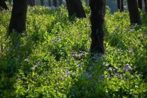 园林景观苗木应用——地被植物