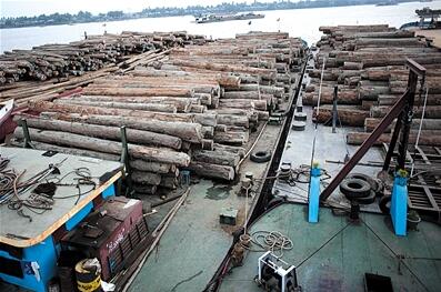 缅北中国伐木工案宣判：153人终身监禁。这些同胞真的违法吗？揭秘缅北伐木真相