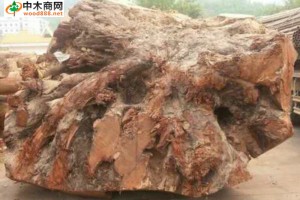 巨大大果紫檀原木低价出售,草花梨到底是什么木材?和黄花梨,花梨木有何关系?图3