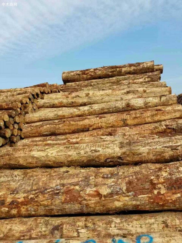 新西兰软木出口价格上涨