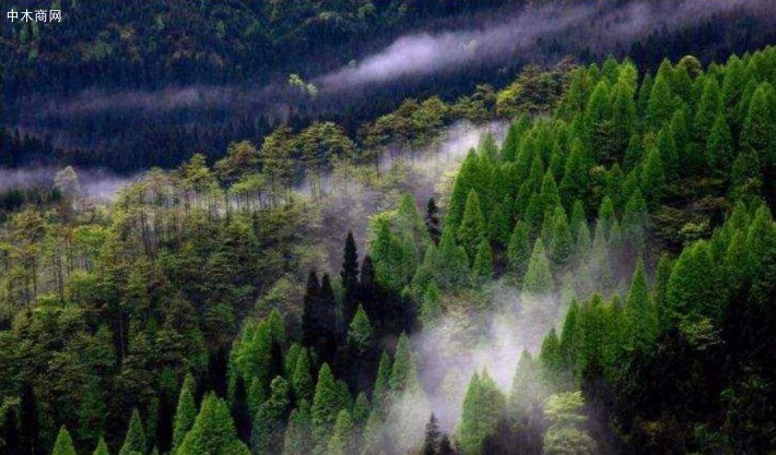 到2025年力争全国林业总产值提高50%以上