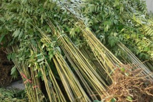 采购：香椿树苗数量五六万棵，一米高左右图1
