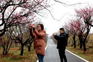 从卖苗木到“卖风景” 长兴万亩梅花“闻”出亿元经济