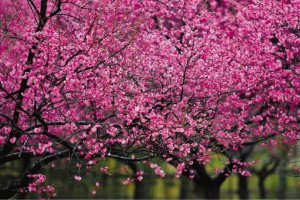 雨梅花醉游人