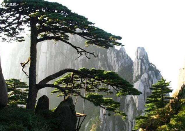 中国两颗非常珍贵的树木
