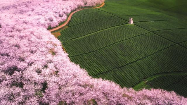 场内还有2000余亩茶叶、6000余亩樱花、3000余亩桃花