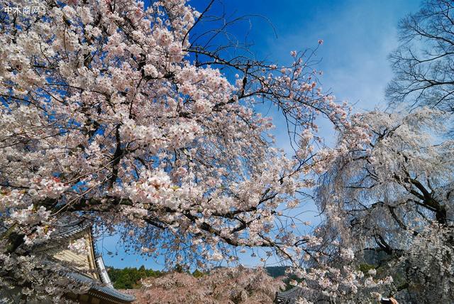 谁说樱花日本最美？贵州这个私藏的人间仙境，万亩樱花海，大气！