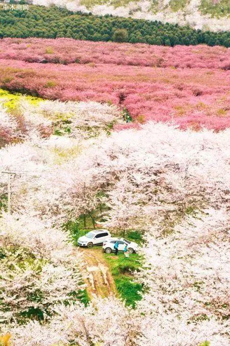 平坝农场的樱花在春天盛开