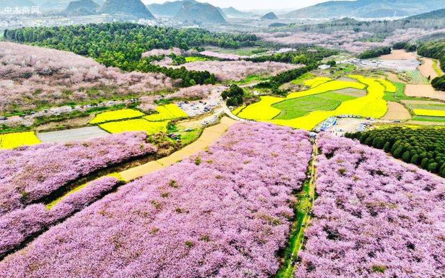 四处落英缤纷堪称樱花海