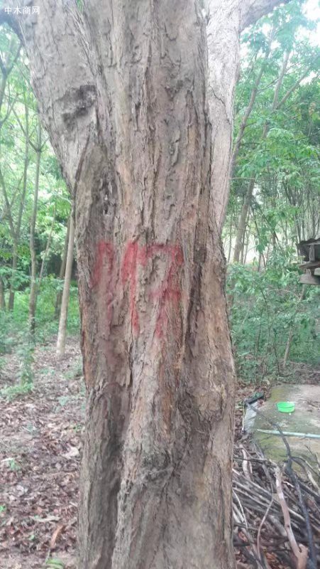 5000亩大红酸枝林地-交趾黄檀原木批发
