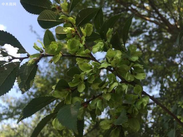 各位花友肯定就会对榔榆熟悉很多