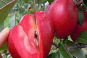 苹果苗，红富士苹果苗。核桃苗图2