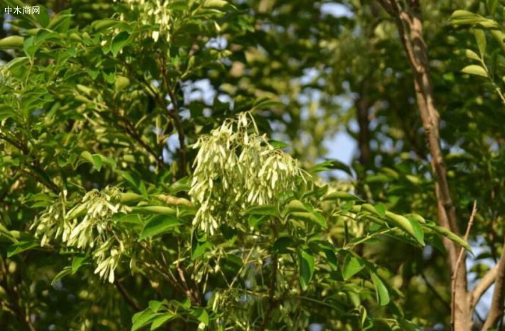  天山梣（小叶白蜡）适生区域：新疆