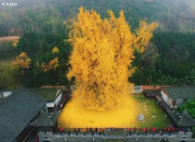 据说是唐太宗李世民亲手栽种于西安终南山古观音禅寺之中