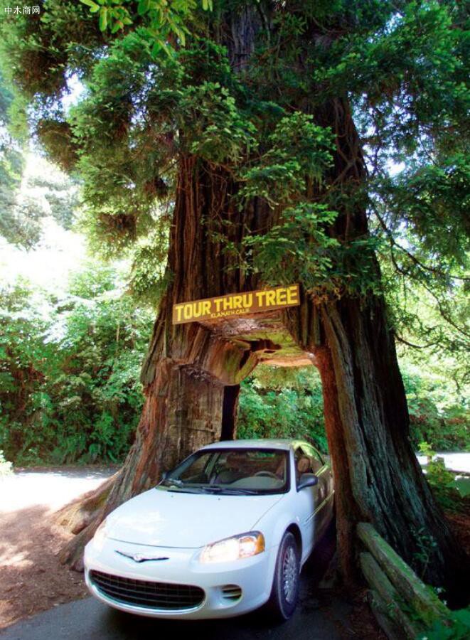 美国加州红杉国家公园，车辆从树干挖出的洞中驶过