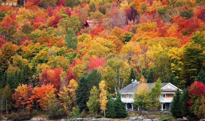 加拿大秋天红艳的枫叶