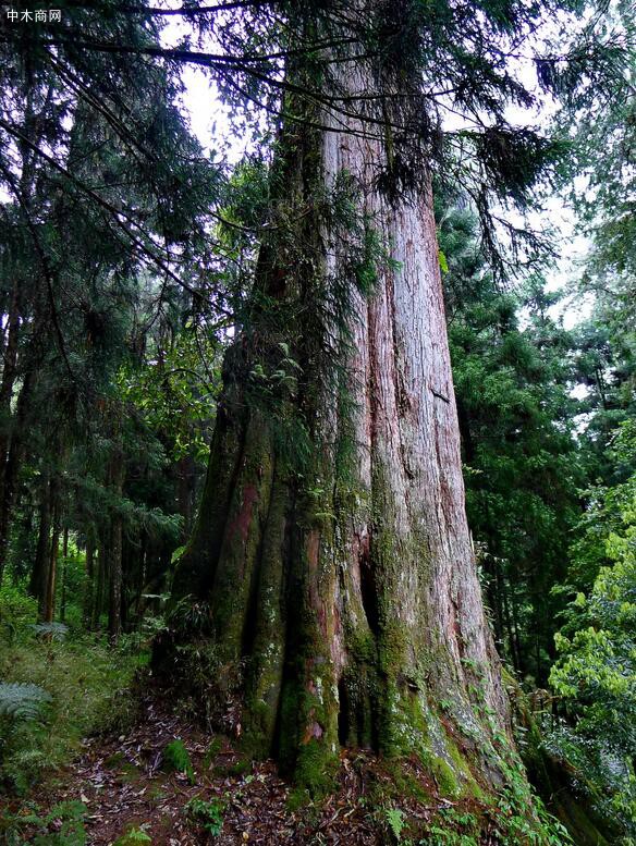 著名的台湾“阿里山神木”——红桧