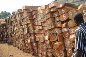 男子因做非洲木材生意违约被限制出境