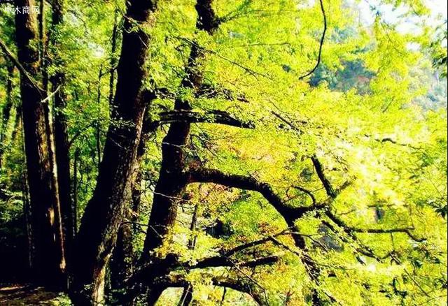 银杏树体寿命长。山东浮莱山定林寺仍存春秋时期种植的近4000年的神树
